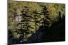 Black Pines (Pinus Nigra) Growing on Rock Ridge, Silhouetted Against Beech Forest, Montenegro-Radisics-Mounted Photographic Print