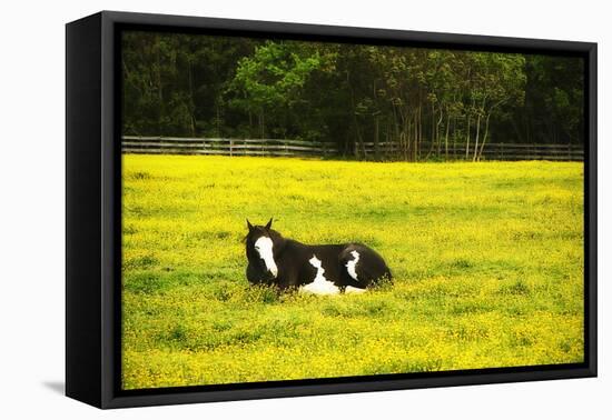 Black Pinto II-Alan Hausenflock-Framed Stretched Canvas