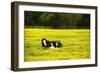 Black Pinto II-Alan Hausenflock-Framed Photographic Print