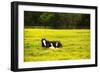 Black Pinto II-Alan Hausenflock-Framed Photographic Print