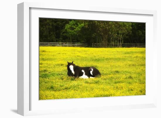 Black Pinto II-Alan Hausenflock-Framed Photographic Print