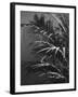 Black Plant-Design Fabrikken-Framed Photographic Print