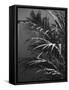 Black Plant-Design Fabrikken-Framed Stretched Canvas