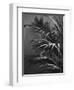 Black Plant-Design Fabrikken-Framed Photographic Print