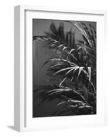 Black Plant-Design Fabrikken-Framed Photographic Print