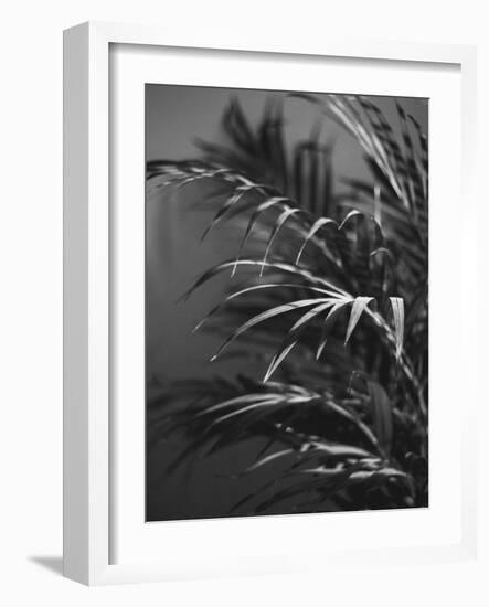 Black Plant-Design Fabrikken-Framed Photographic Print