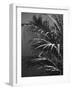 Black Plant-Design Fabrikken-Framed Photographic Print