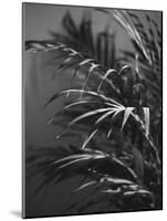 Black Plant-Design Fabrikken-Mounted Photographic Print