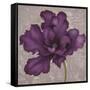 Black Plum 2-Ariane Martine-Framed Stretched Canvas