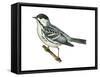 Black-Poll Warbler (Dendroica Striata), Birds-Encyclopaedia Britannica-Framed Stretched Canvas
