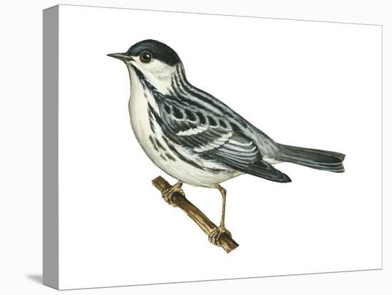 Black-Poll Warbler (Dendroica Striata), Birds-Encyclopaedia Britannica-Stretched Canvas