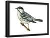 Black-Poll Warbler (Dendroica Striata), Birds-Encyclopaedia Britannica-Framed Poster