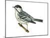 Black-Poll Warbler (Dendroica Striata), Birds-Encyclopaedia Britannica-Mounted Poster