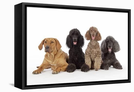 Black Poodle, Grey Poodle, Brown Miniature-null-Framed Stretched Canvas