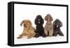 Black Poodle, Grey Poodle, Brown Miniature-null-Framed Stretched Canvas