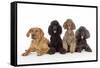 Black Poodle, Grey Poodle, Brown Miniature-null-Framed Stretched Canvas