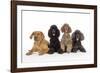 Black Poodle, Grey Poodle, Brown Miniature-null-Framed Photographic Print