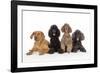 Black Poodle, Grey Poodle, Brown Miniature-null-Framed Photographic Print