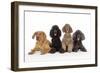 Black Poodle, Grey Poodle, Brown Miniature-null-Framed Photographic Print