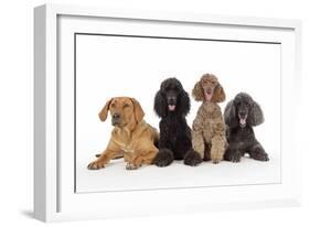 Black Poodle, Grey Poodle, Brown Miniature-null-Framed Photographic Print