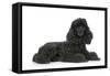 Black Poodle Lying Down-null-Framed Stretched Canvas