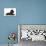 Black Poodle Lying Down-null-Stretched Canvas displayed on a wall