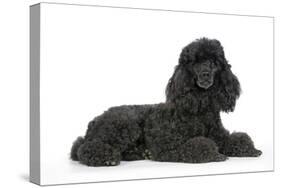 Black Poodle Lying Down-null-Stretched Canvas