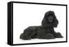 Black Poodle Lying Down-null-Framed Stretched Canvas