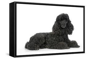 Black Poodle Lying Down-null-Framed Stretched Canvas