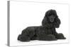 Black Poodle Lying Down-null-Stretched Canvas