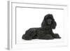 Black Poodle Lying Down-null-Framed Photographic Print