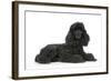 Black Poodle Lying Down-null-Framed Photographic Print