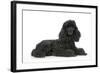 Black Poodle Lying Down-null-Framed Photographic Print