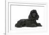 Black Poodle Lying Down-null-Framed Photographic Print