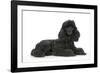 Black Poodle Lying Down-null-Framed Photographic Print