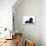 Black Poodle Lying Down-null-Photographic Print displayed on a wall