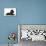 Black Poodle Lying Down-null-Mounted Photographic Print displayed on a wall