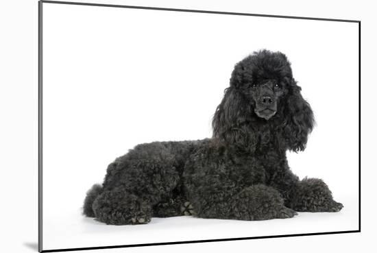 Black Poodle Lying Down-null-Mounted Photographic Print