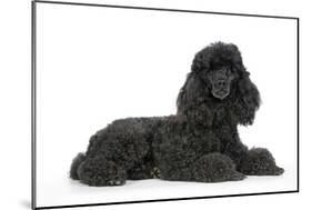 Black Poodle Lying Down-null-Mounted Photographic Print