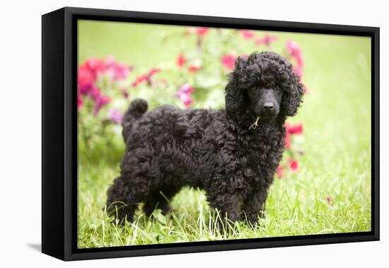 Black Poodle Outside in Garden with Grass in Mouth-null-Framed Stretched Canvas