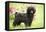 Black Poodle Outside in Garden with Grass in Mouth-null-Framed Stretched Canvas