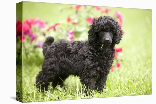 Black Poodle Outside in Garden with Grass in Mouth-null-Stretched Canvas