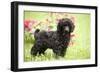 Black Poodle Outside in Garden with Grass in Mouth-null-Framed Photographic Print