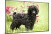 Black Poodle Outside in Garden with Grass in Mouth-null-Mounted Photographic Print