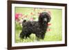 Black Poodle Outside in Garden with Grass in Mouth-null-Framed Photographic Print