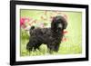 Black Poodle Outside in Garden with Grass in Mouth-null-Framed Photographic Print