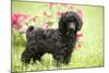 Black Poodle Outside in Garden with Grass in Mouth-null-Mounted Photographic Print