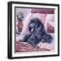 Black Poodle-Jenny Newland-Framed Giclee Print