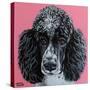 Black Poodle-Carolee Vitaletti-Stretched Canvas