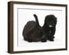 Black Pooshi (Poodle X Shih-Tzu) Puppy with Black Rabbit-Mark Taylor-Framed Photographic Print